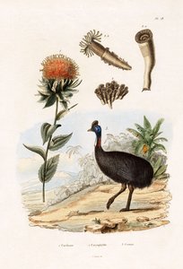 Saflor, 1833-39 af French School